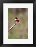 Green Kingfisher On A Hunting Perch Fine Art Print