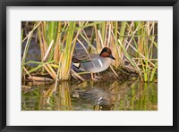 Green-Winged Teal Resting In Cattails Fine Art Print