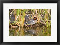 Green-Winged Teal Resting In Cattails Fine Art Print