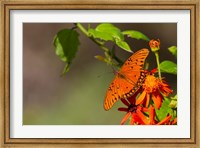 Gulf Fritillary Butterfly On Flowers Fine Art Print