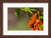Gulf Fritillary Butterfly On Flowers Fine Art Print