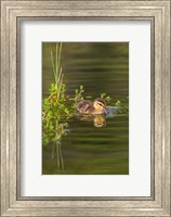 Mottled Duckling In A Pond Fine Art Print