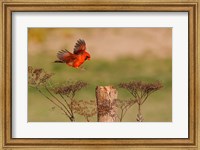 Northern Cardinal Landing On A Perch Fine Art Print
