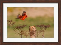 Northern Cardinal Landing On A Perch Fine Art Print