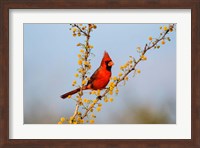 Northern Cardinal Perched In A Blooming Huisache Tree Fine Art Print