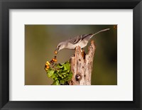 Northern Mockingbird Feeding On Anaqua Berries Fine Art Print