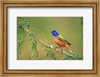 Painted Bunting Perched Fine Art Print