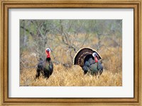 Rio Grande Wild Turkeys Fine Art Print
