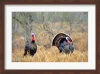 Rio Grande Wild Turkeys Fine Art Print