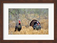 Rio Grande Wild Turkeys Fine Art Print