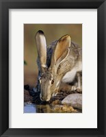 Black-Tailed Jack Rabbit Drinking Fine Art Print
