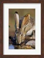 Black-Tailed Jack Rabbit Drinking Fine Art Print