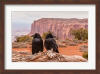 Pair Of Ravens On A Log Fine Art Print