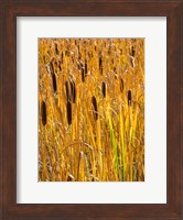 Cattails In A Field, Utah Fine Art Print