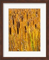 Cattails In A Field, Utah Fine Art Print