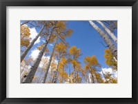 Autumn Aspen Trees In The Fishlake National Forest, Utah Fine Art Print