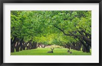 Deer Resting In A Sylvan Orchard Fine Art Print