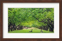 Deer Resting In A Sylvan Orchard Fine Art Print