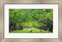 Deer Resting In A Sylvan Orchard Fine Art Print