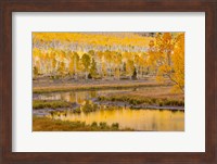 Fishlake National Forest Landscape, Utah Fine Art Print