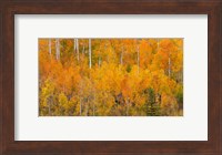 Autumn Forest Landscape Of The Manti-La Sal National Forest, Utah Fine Art Print