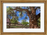 Old Cottonwood Tree And Fence Fine Art Print