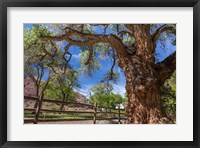 Old Cottonwood Tree And Fence Fine Art Print