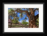 Old Cottonwood Tree And Fence Fine Art Print