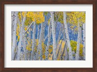 Aspen Trees In Autumn At Fishlake National Forest, Utah Fine Art Print