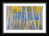 Aspen Trees In Autumn At Fishlake National Forest, Utah Fine Art Print