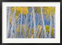 Aspen Trees In Autumn At Fishlake National Forest, Utah Fine Art Print