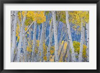 Aspen Trees In Autumn At Fishlake National Forest, Utah Fine Art Print