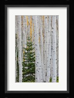 Conifer Tree In An Aspen Forest Fine Art Print