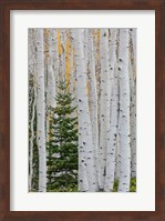 Conifer Tree In An Aspen Forest Fine Art Print