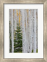 Conifer Tree In An Aspen Forest Fine Art Print