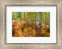 Bracken Ferns And Aspen Trees, Utah Fine Art Print