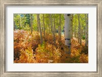 Bracken Ferns And Aspen Trees, Utah Fine Art Print
