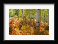 Bracken Ferns And Aspen Trees, Utah Fine Art Print