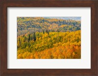 Manti-La Sal National Forest In Autumn, Utah Fine Art Print