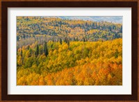 Manti-La Sal National Forest In Autumn, Utah Fine Art Print
