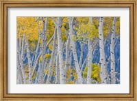 Aspen Trees In Autumn, Utah Fine Art Print