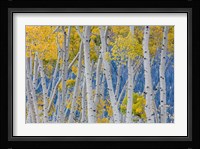 Aspen Trees In Autumn, Utah Fine Art Print