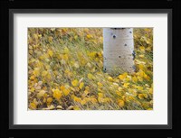 Aspen Leaves In Grass Fine Art Print