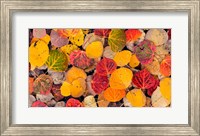 Autumn Aspen Leaves In A Pool Fine Art Print