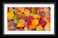 Autumn Aspen Leaves In A Pool Fine Art Print