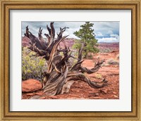 Gnarled Juniper Tree, Utah Fine Art Print