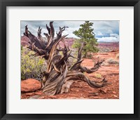 Gnarled Juniper Tree, Utah Fine Art Print