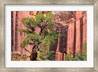 Juniper Tree And A Cliff Streaked With Desert Varnish, Utah Fine Art Print