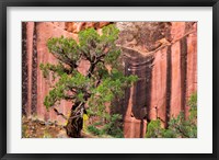 Juniper Tree And A Cliff Streaked With Desert Varnish, Utah Fine Art Print