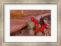 Red Flowers Of A Claret Cup Cactus In Bloom Fine Art Print
